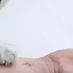 Schizophrenia causing house cat