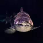 Science finally reveals why sharks attack humans