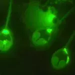 Scientists found the first animal on earth that lives without breathing