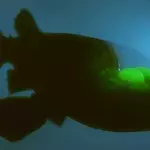 Scientists have captured rare creature with transparent head on camera