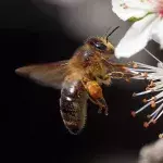 Scientists have taught bees to identify a case of COVID-19 in seconds