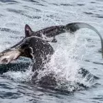 sea lion