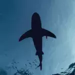 The seven unlikely things that are deadlier than sharks