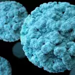 Several new coronaviruses discovered in China!