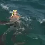 shark attack dutch
