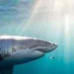 Shark attack