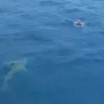 Shark Encounter