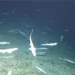 Shark nursery
