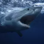 A shark violently bit a woman surfing in Australia