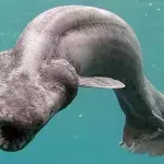 This shark was discovered by a fisherman in Numazu, Japan, a rare occurrence as these sharks are found at a depth of 600 metres. The shark was then transferred to Awashima Marine Park.