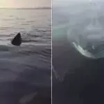 Shark
