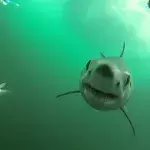 Shark