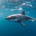 Sharks spotted attacking live humpback whale in never-before-seen observations