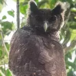 Shelley's Eagle Owl was last spotted in the 1870s