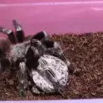 Sickening Moment A Woman Opens A Tarantula's Egg Sac