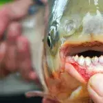 Skinny -dippers warned of 'ball-cutter' fish