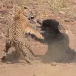 Sloth bear and tiger