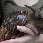 Snail