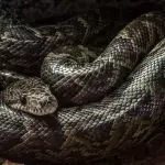 Snake