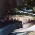 Snakehead Invasion: These Dangerous Fish Can Survive For Days On Land