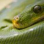 Snakes survived the asteroid that wiped out the dinosaurs, this is how 