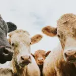 Sobering research reveals the impact of meat on greenhouse gas emissions
