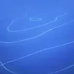 A strange 40m long animal was discovered near Australia
