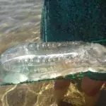 This strange sea creature found in Minorca has alerted ecologists