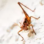 Study shows that animal behaviour is affected by human noise 