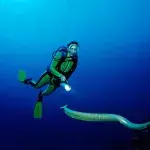 Study shows poisonous sea snakes try to have sex with scuba divers.
