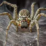 Study Shows Spiders Could Eradicate All Humans In One Year
