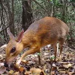 A Stunning 'Mouse-Deer' Photographed In Vietnam For The First Time In 30 Years