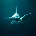 Surfer narrowly escapes death after coming 'face to face' with a shark