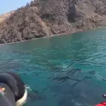 The terrifying moment kayakers were approached by three killer whales