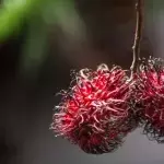 Testicle 