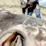 These scientists may have discovered a new marine species.