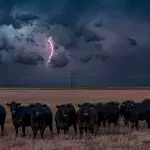 Three Cows That Were Swept To Sea By A Hurricane Were Found Alive 