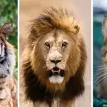 Tiger, Lion, Cat? Which is most dangerous?