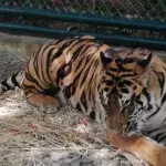 Tiger at Phuket Zoo