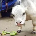 Tiniest cow