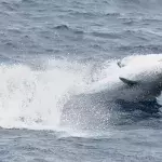 True's Beaked Whale