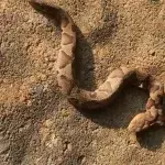 Two-headed snake