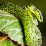 USA: This monstrous snake resurfaces after disappearing