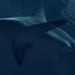 Venomous sharks have been found living in River Thames