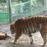 This video proves why you should never wake up a sleeping tiger
