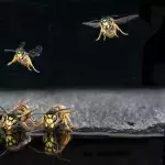Wasps, huh, what are they good for?