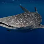Whale sharks can get pretty big