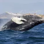 Whale