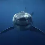 What kind of creature could tear the head off of a shark?