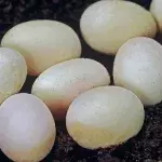 What kind of eggs could they be?